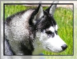 głowa, Siberian Husky